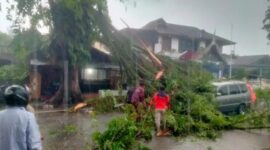 Sebuah mobil tertimpa pohon tumbang di Ulak Karang, Kota Padang. [foto: BPBD Padang]