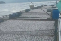 Ikan keramba jaring apung (KJA) di Danau Maninjau, Agam.