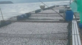 Ikan keramba jaring apung (KJA) di Danau Maninjau, Agam.