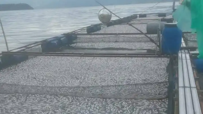 Ikan keramba jaring apung (KJA) di Danau Maninjau, Agam.