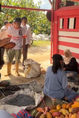 Pemkab Lima Puluh Kota Genjot Kebangkitan Kakao, 2 Juta Bibit Hibrida Siap Ditanam Tahun 2026