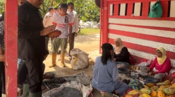 Pemkab Lima Puluh Kota Genjot Kebangkitan Kakao, 2 Juta Bibit Hibrida Siap Ditanam Tahun 2026