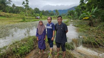 Batang Sandir di Limapuluh Kota Mengamuk, Rusak Padi, Lubuk Ikan Larangan dan Pipa Pamsimas