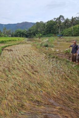Duka Petani Korban Bencana di Limapuluh Kota,  Panen Padi Seminggu Lagi Tinggal Mimpi