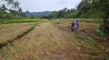 Duka Petani Korban Bencana di Limapuluh Kota,  Panen Padi Seminggu Lagi Tinggal Mimpi