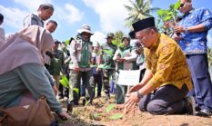 Payakumbuh Tanam 3.000 Bibit Pisang Barangan, Perkuat Pasokan Buah Lokal untuk Program MBG