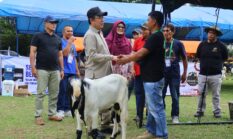 Wali Kota Zulmaeta Dorong Peternakan Kambing Jadi Penggerak Ekonomi Masyarakat