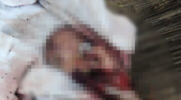 Warga Guguak Dikejutkan Penemuan Janin di Belakang Rumah, Polisi Lakukan Penyelidikan