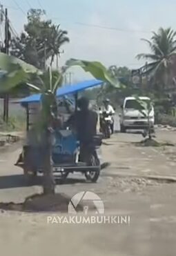 Pohon Pisang Jadi Simbol Protes, Jalan Rusak di Lima Puluh Kota Kian Mempermalukan Kinerja Pemkab
