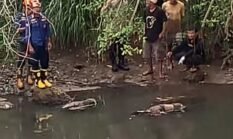 Mayat Mengambang Ditemukan di Batang Agam, Warga Labuah Baru Payakumbuh Geger