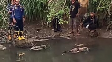 Mayat Mengambang Ditemukan di Batang Agam, Warga Labuah Baru Payakumbuh Geger